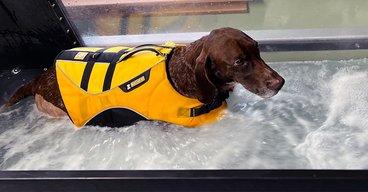 How Underwater Treadmill Provides a Unique Canine Rehabilitation Experience