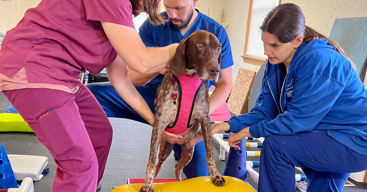 The Benefits Of Working With A Canine Rehabilitation Specialist