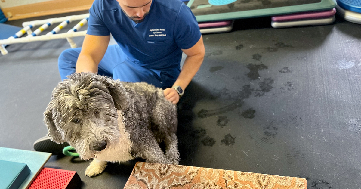 The Benefits of Massage Therapy in Canine Rehabilitation