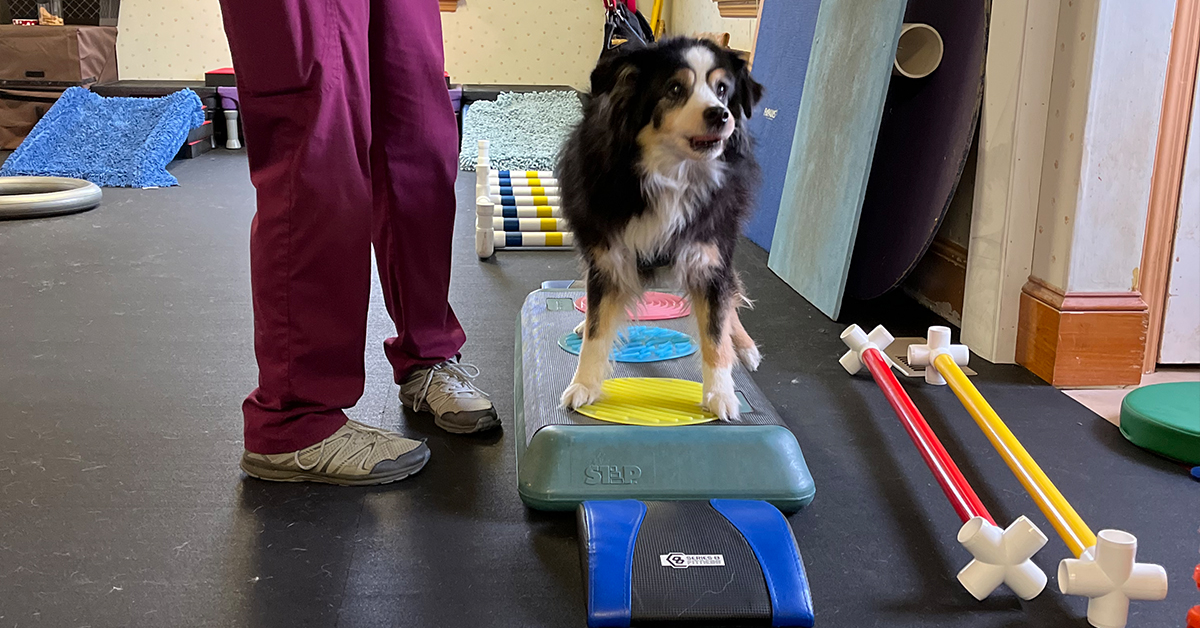 The Importance Of Exercise For Canine Joint Health